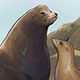 illustration of two sea lions