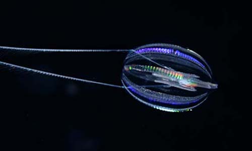 Comb jellies first to branch off animal tree of life