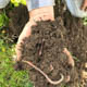 Soil with earthworms held in a person's hand