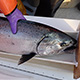 Scientists measuring a salmon