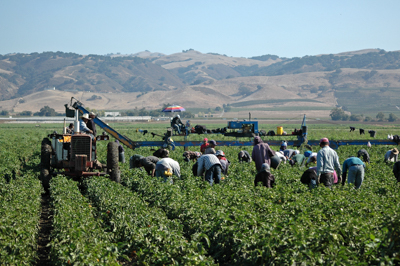 farmworkers harvesting plants in a field