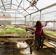 Back profile of a woman spraying a hose over seedlings in a greenhouse on the UCSC farm
