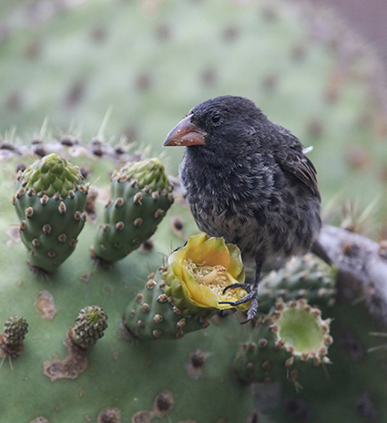 A small black finch with a red beak sits on a yellow cactus flower.