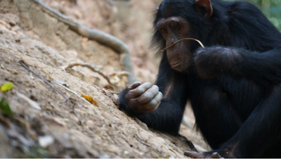 A chimpanzee holds a stick over a termite mound