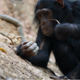 A chimpanzee holds a stick over a termite mound