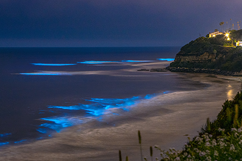 Blue bioluminescent algae glows in the waves along a beach