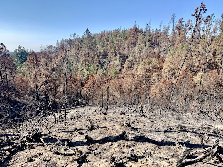 Burned trees in Santa Cruz Mountains