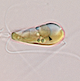 organelle-2.png