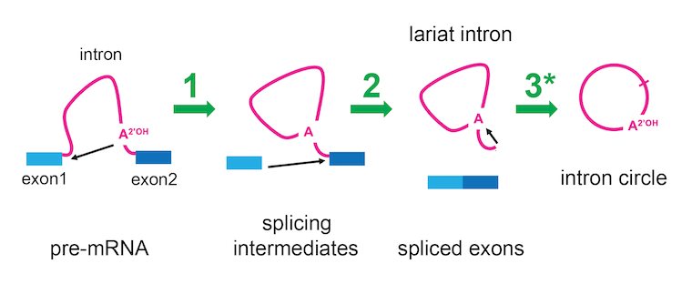 Diagram of RNA splicing pathway