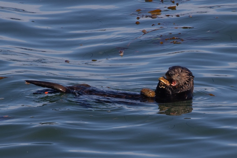 Sea otter using a rock