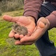 Hands holding a mouse
