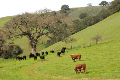 cows grazing among oak trees in the hills