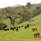 Cows grazing in hills with oak trees