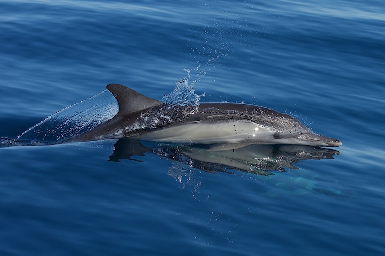 Dolphin swimming at sea level