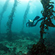 A diver underwater in a kelp forest 