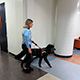 A blind person wearing a headset walks down a hallway with a poodle guide dog.