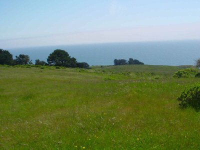 A green coastal grassland on a cliff above the ocean