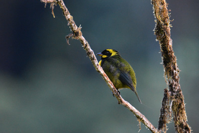 small green bird with yellow ring around eye perched on branch