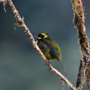 small green bird with yellow ring around eye perched on branch