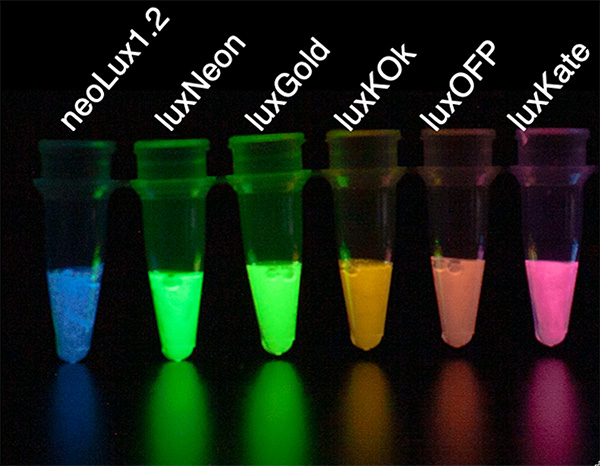 Six vials, one with blue light, two with green, two with orange, one with pink