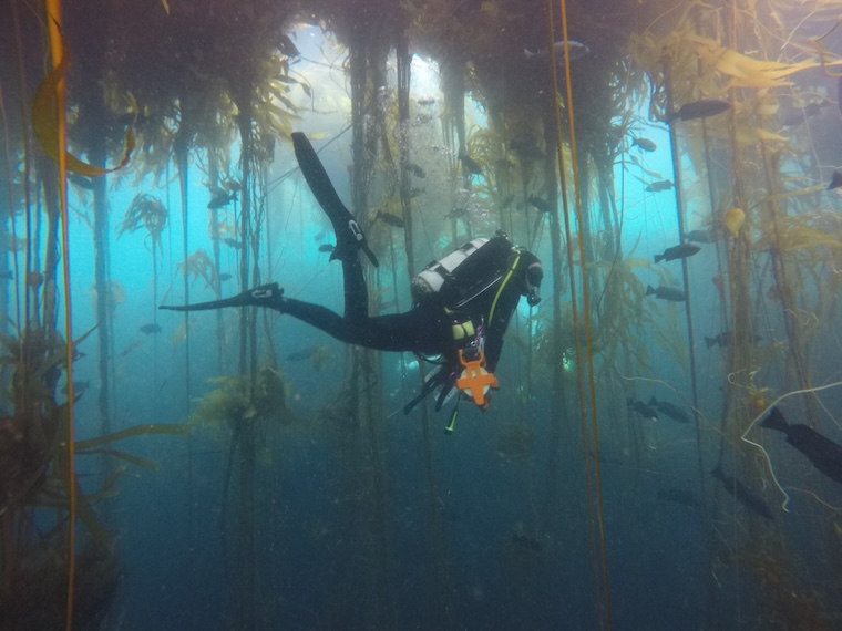 Scuba diver in kelp forest