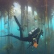 Scuba diver in kelp forest