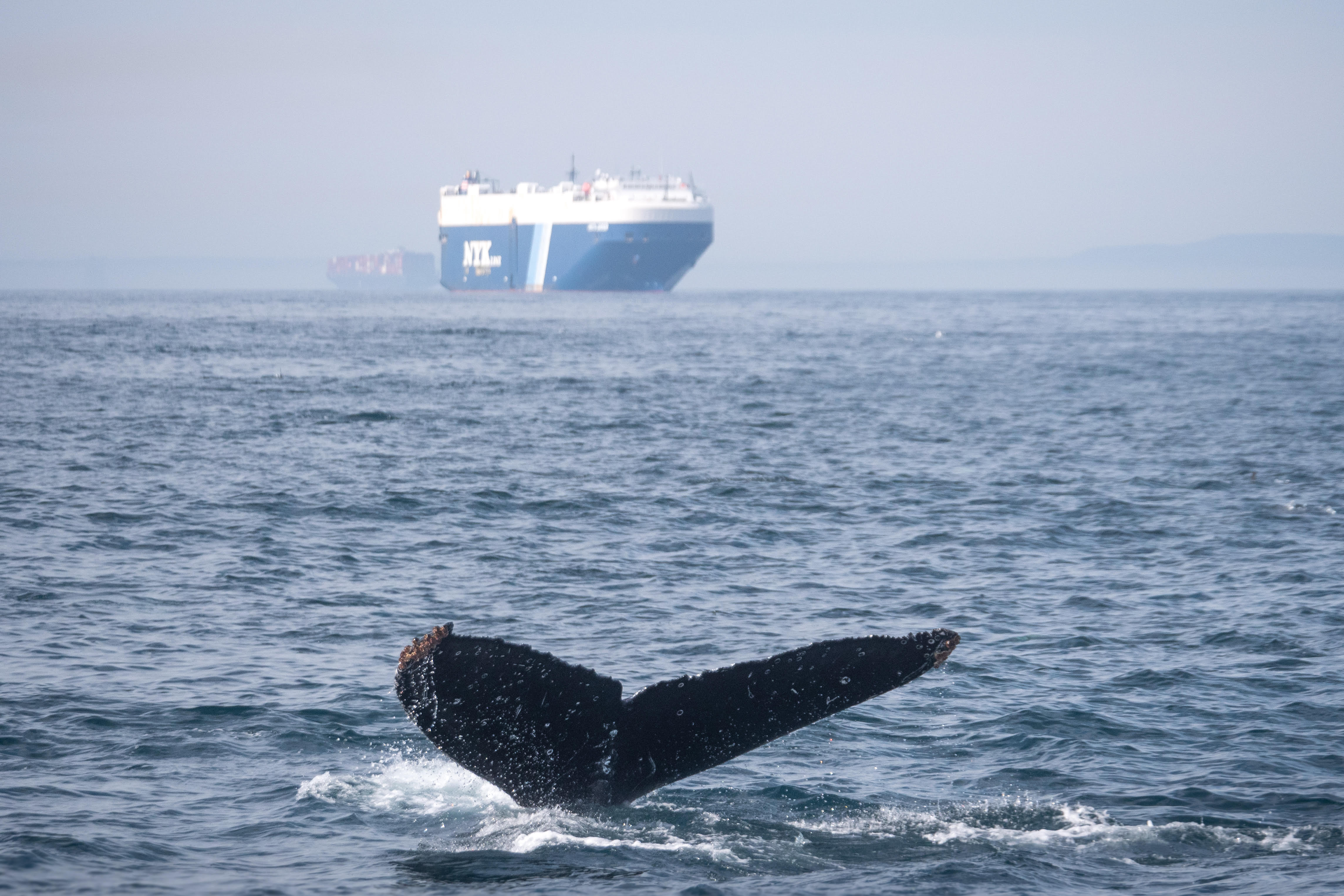 whale-ship-collisions-1.jpg