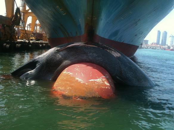 whale-ship-collisions-2.jpg