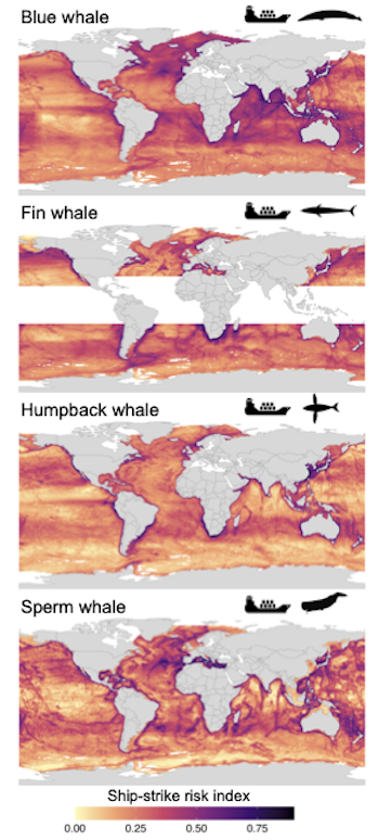 Global heat maps of ship-strike risk