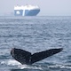 Cargo ship behind whale's tail