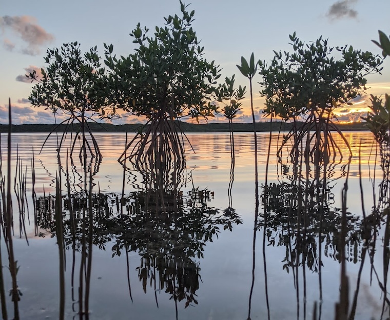 Mangrove trees in water at sunset