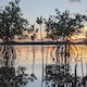 Mangrove trees in water at sunset