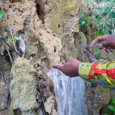 A hand scrapes dirt from a termite mound into a plastic sample collection bag