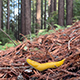 Bright yellow banana slug slithers on a bed of dead redwood leaves, redwood trees behind