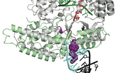 Study reveals key structure in target enzyme