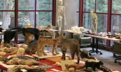 Local natural history will be on display on campus