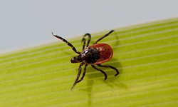 Researchers seek consensus in Lyme disease