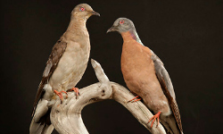 Passenger pigeon genome explains rapid extinction