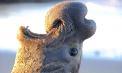 Study shows shift in elephant seal vocalizations