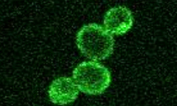 Scientists unravel how cells control growth, size