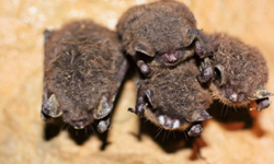 Fat bats withstand syndrome's effects