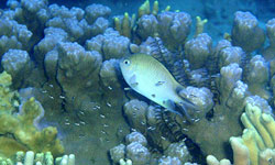 Other fish take advantage of dutiful reef fish parents