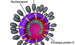 Team posts genome of the new coronavirus