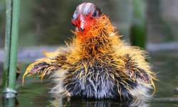 Surprising explanation for colorful coot chicks