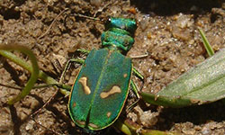 Ohlone tiger beetles move in again with a little help