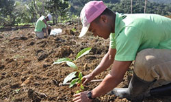 Planting trees no panacea to reverse climate change