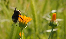 Natural history update: pollinators hard at work