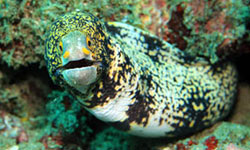 Snowflake morays can feed on land, swallow prey