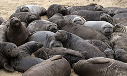 Elephant seal study shows reproductive resilience