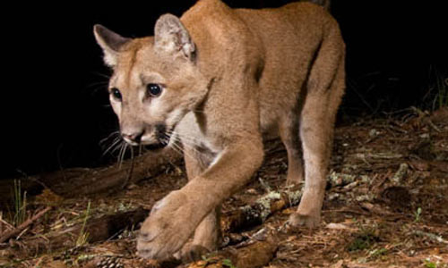 Pumas don't sense danger in areas of greatest risk